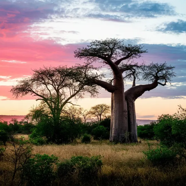 África